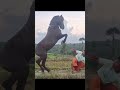 Bukan kuda lumping tapi kuda sungguhan, hiburan semoga terhibur