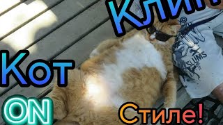 РЕЙТМИР- КОТ ON СТИЛЕ.Клип!