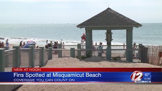 Fins Spotted at Misquamicut Beach