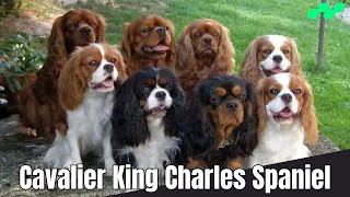 Cavalier King Charles Spaniel Dogs | Everything You should Know About @relaxyourpetdog