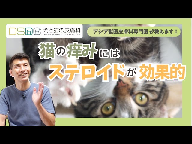 Dog and Cat Dermatology] Be careful, your cat's skin condition can