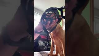Muzzle training part 2