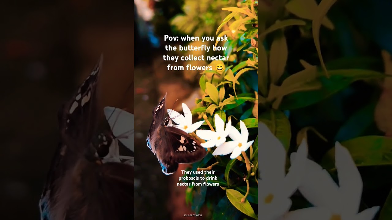 How butterfly drinks nectar from flowers 