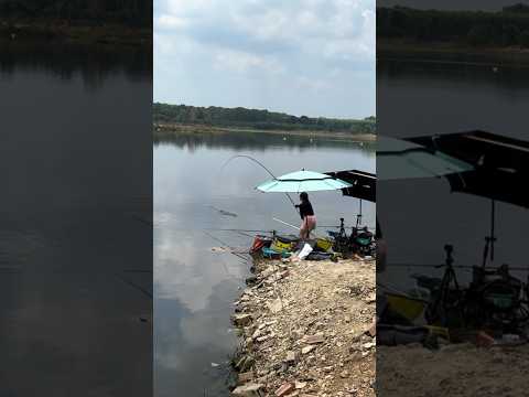 Cá lôi cần #cauca #fishing #câucá #caucagiaitri