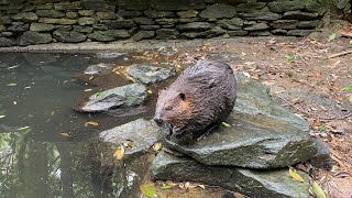 【LIVE】ビーバーの赤ちゃん誕生発表 Beaver walking and 1 day old baby