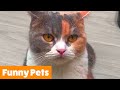 Silly Adorable Animals | Funny Pet Videos