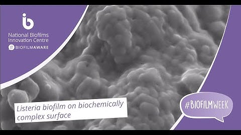#BiofilmWeek - Research in Focus: Forming Biofilms Within 3D Environments
