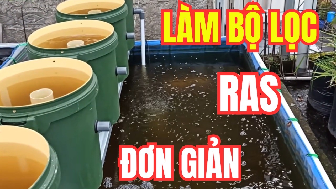 Làm Ngăn Lọc Cho Ao Nuôi Đơn Giản Theo Mô Hình RAS