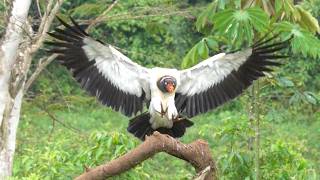 COSTA RICA Part 1 Birdwatching and Wildlife Trip  by Alana and Greg Dare