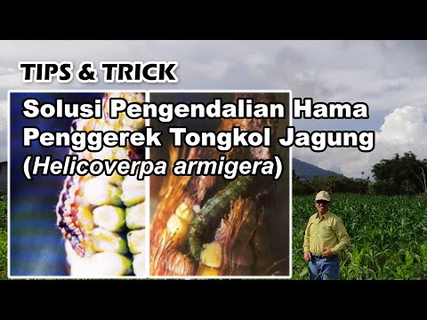 Video: Fusarium Hilangkan Tongkol Jagung