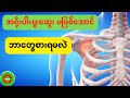 အရိုးပါး၊အရိုးပွ၊အရိုးဆွေး မဖြစ်အောင်