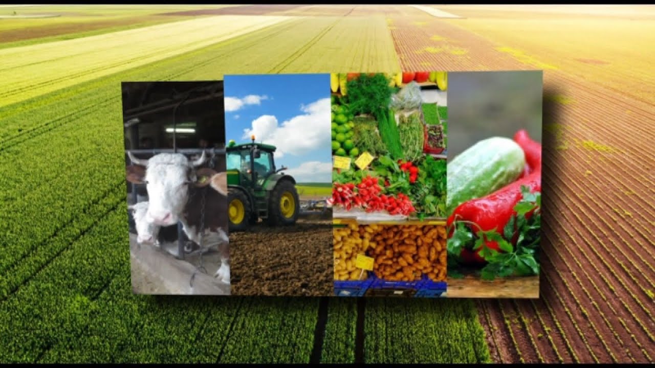 AGROKANAL - PROIZVODNJA KROMPIRA SREBRENIK 08-02-2025