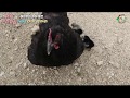 [Unbelievable]🐓🐤🐤어미닭이 몰래 품어서 영남씨한테 데려온 병아리 14마리(Chicks stealthily hatched by one mother chicken)