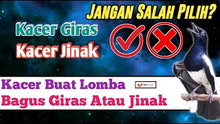 Kacer Buat Lomba, Pilih Kacer Giras Atau Kacer Jinak?