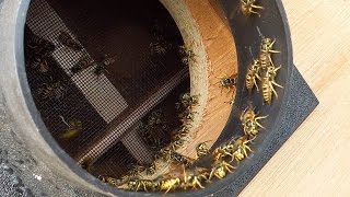 Wasp sucking machine XL