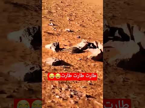 طارت طارت طارت 