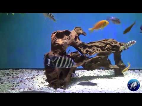 malawi map 150 Gallon African Cichlid Tank
