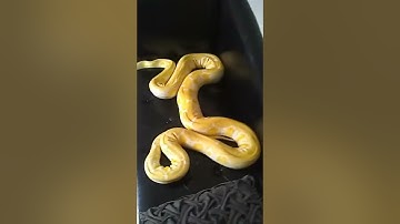 Introducing WiFi - my reticulated white phase python.