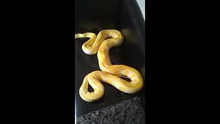 Introducing WiFi - my reticulated white phase python.