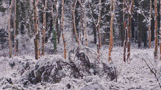 Snowy Trees Background (No Sound) — 4K UHD Relaxing, Gentle, Calming Snowy Winter Forest