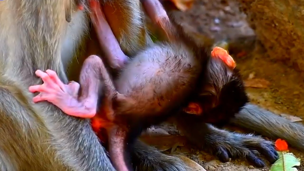 Tiny Baby Monkey 2026 Really Wants To Walk Well,Adorable Wildlife 2026