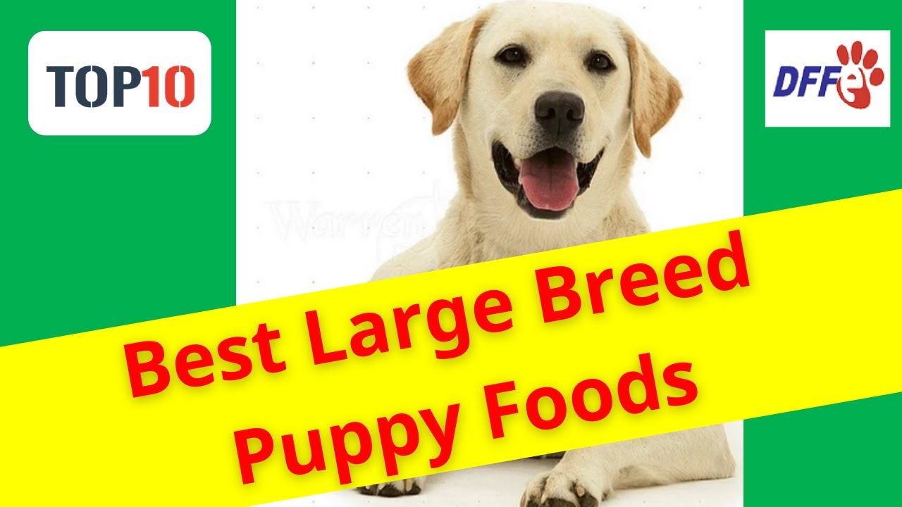 Top10 Best Large Breed Puppy Foods(Reviews) Buying Guide 2021 YouTube