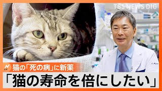 「1分1秒でも一緒にいたい…」余命2週間の「猫」が1年以上生き続けた“夢の治療薬”開発の裏側【ゲキ推しさん】TBS NEWS DIG