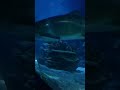 Аквариум. Стамбул. Огромная белая акула