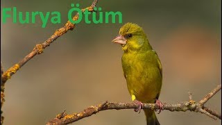 Flurya Ötüm Kekeme Kuş Ötümü Flurya Huylandırma