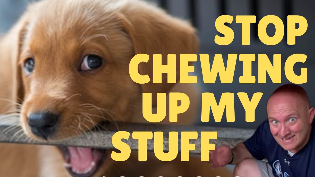 How To Stop A Puppy From Chewing On Furniture Legs Youtube
