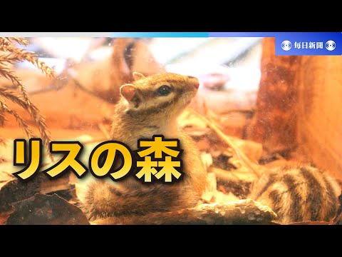 「リスの森」オープン　富士サファリパーク