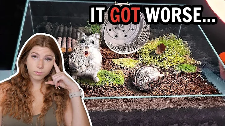 It Got Worse | Naturalistic Hamster Terrariums