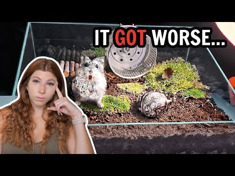 Video: Hur kan jag få min Hamster att lita på mig?