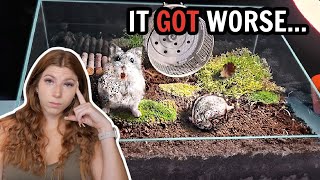 It Got Worse | Naturalistic Hamster Terrariums
