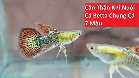 Cẩn Thận Khi Nuôi Cá Bảy Màu Chung Cá Betta