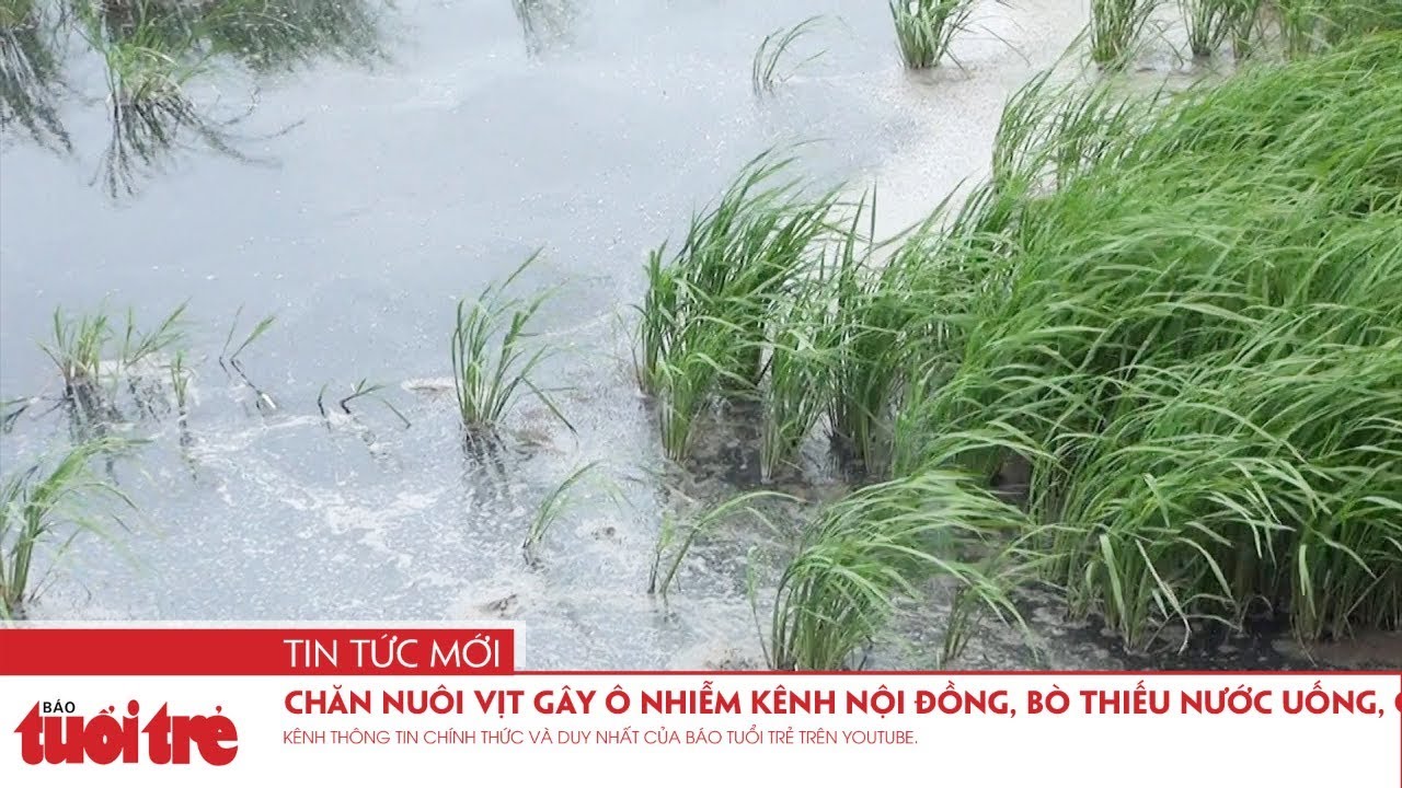 Chăn nuôi vịt gây ô nhiễm kênh nội đồng, bò thiếu nước uống, cá tôm không còn - YouTube