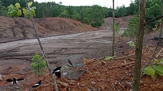 mikat burung kacer seru banget udah kena masih bunyi gacor ngobra