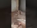 Concrete evidence that humans are more flexible than concrete fail 23 shorts