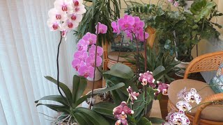 Мои БОЛЬШИЕ орхидеи! / Как и чем мою листья орхидей...