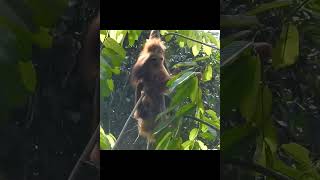 Young Orangutans In Tree Top.