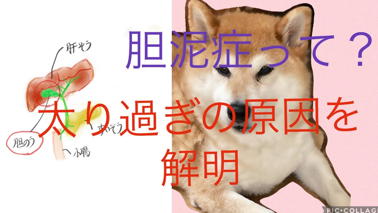 #犬 胆のう 華の体重増加の原因が分かりました‼️#胆泥症 - YouTube