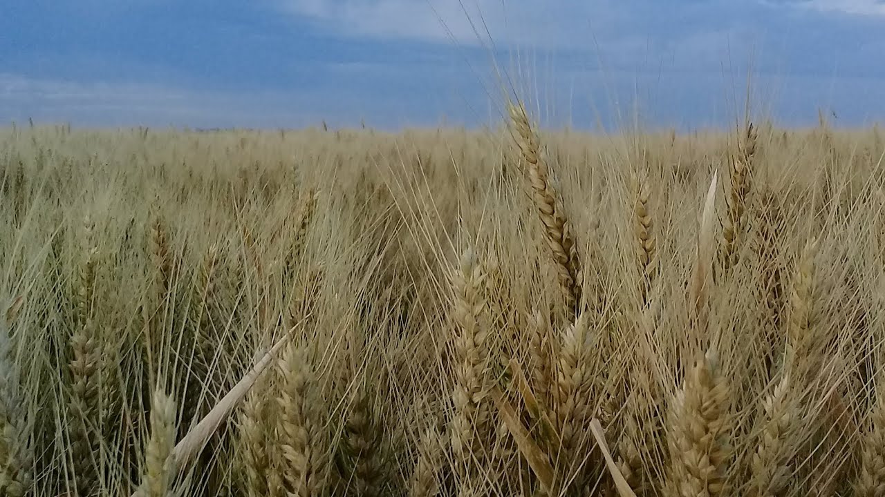 adagio il divo  karaoke_pista