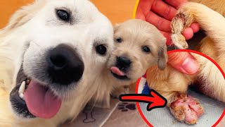 Rescued Golden Retriever Puppies Go To the Vet For HOLES In Their Paws & Tails... by Joey Graceffa Vlogs 145,132 views 8 months ago 12 minutes, 19 seconds