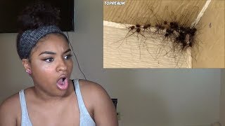 TRY NOT TO LOOK AWAY CHALLENGE (SPIDER EDITION) 99% WILL FAIL