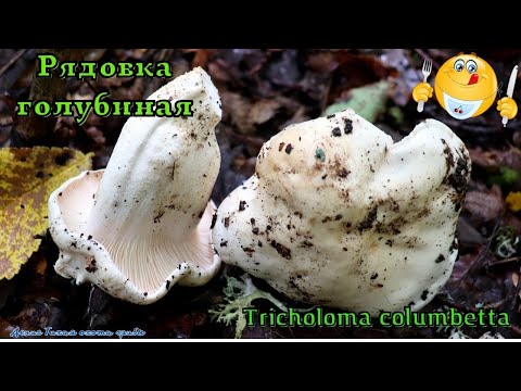 Рядовка голубиная - съедобный редкий гриб | Tricholoma columbetta