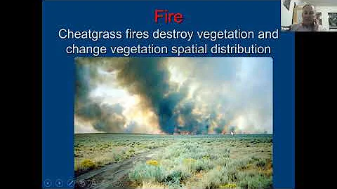 Cheatgrass by Roger Rosentreter