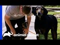 Adorable Hound Reunites With His Owner | Pit Bulls & Parolees