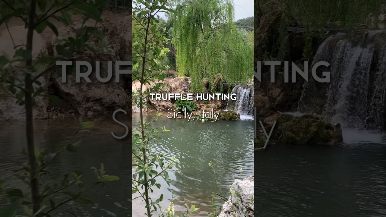 Truffle hunting in Sicily YouTube