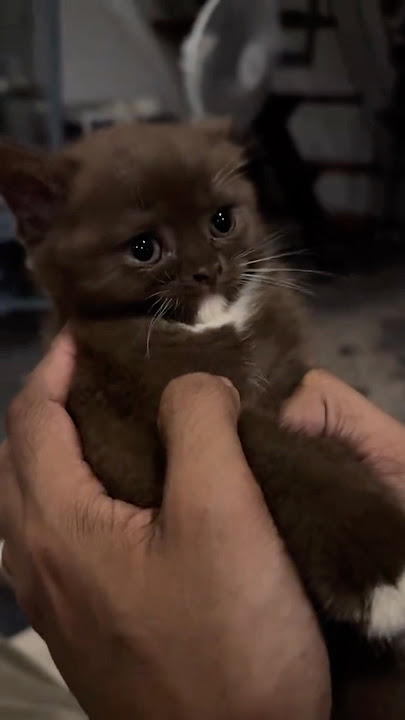 This Cat Committed Tax Fraud 💰