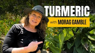 How to Harvest and Use Turmeric Leaves